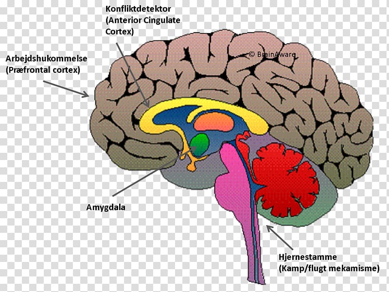 Triune brain Amygdala Ventromedial prefrontal cortex, Brain transparent background PNG clipart