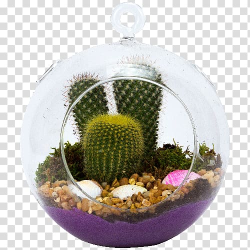 Succulent plant Cactaceae Terrarium Glass, suculent transparent background PNG clipart