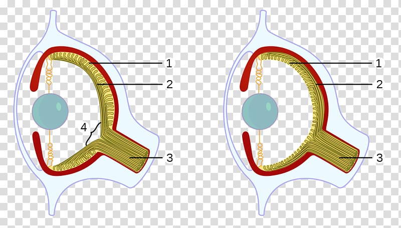 Octopus Vertebrate Squid Cephalopod eye, evolution transparent background PNG clipart