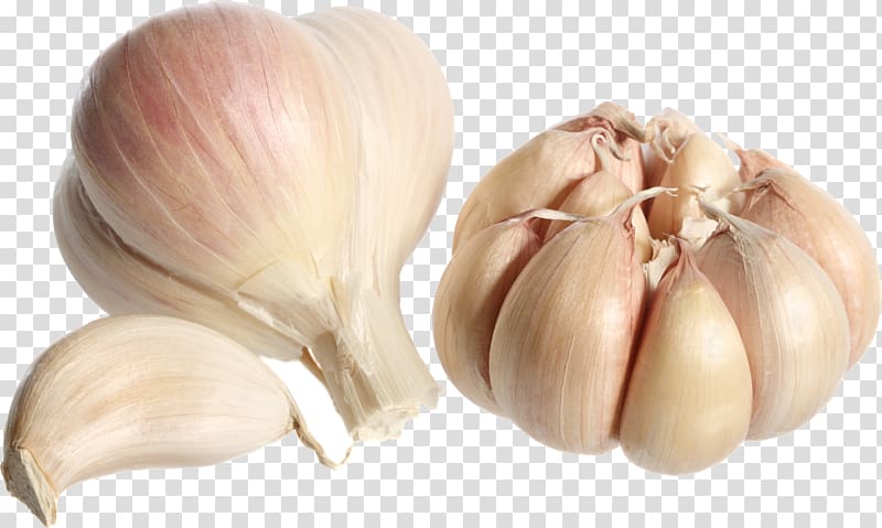 Garlic transparent background PNG clipart