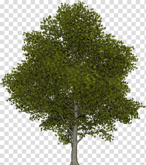 Illustration Tree Climate change, tree elevation transparent background PNG clipart