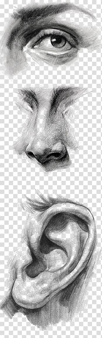 Drawing Ear Portrait Painting Art, eye transparent background PNG clipart