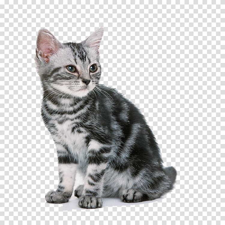 Ragdoll American Shorthair Kitten Dog Cat food, Kitten back transparent background PNG clipart