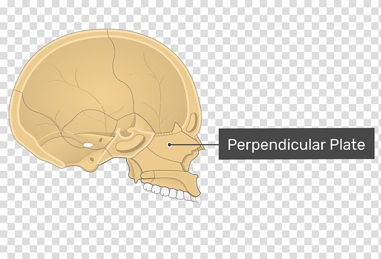 Perpendicular plate of ethmoid bone A.D.A.M. Interactive Anatomy Vomer, skull transparent background PNG clipart