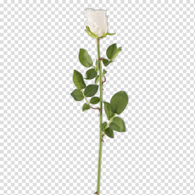 Rose family Plant stem Bud Cut flowers, rose transparent background PNG clipart