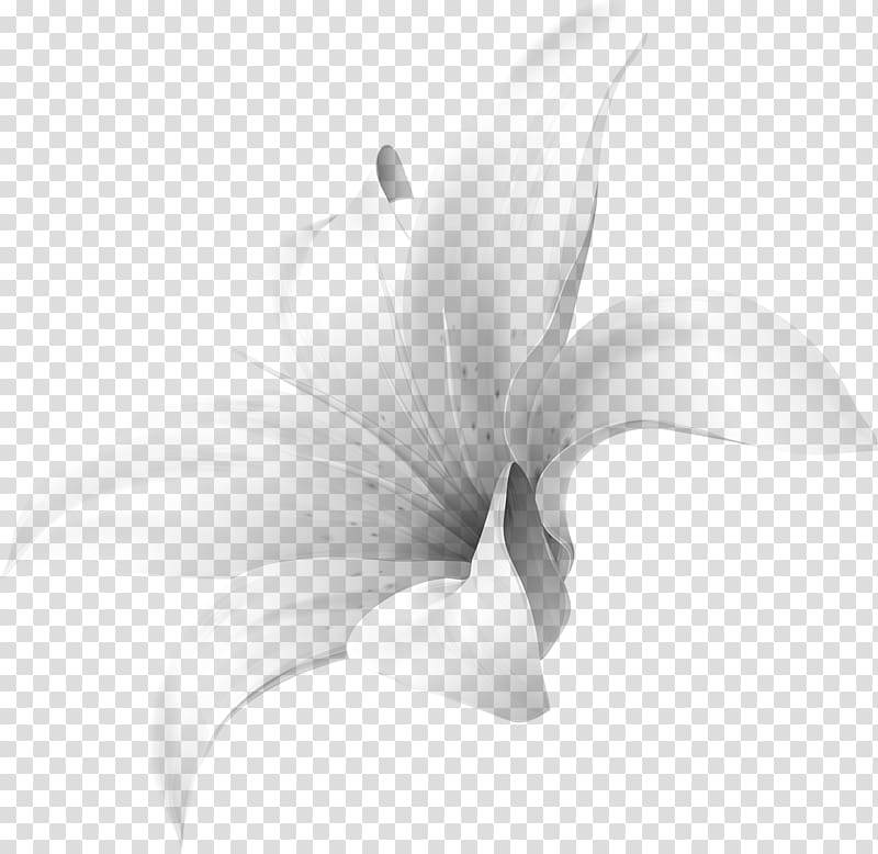 Lily M, real White Flower transparent background PNG clipart