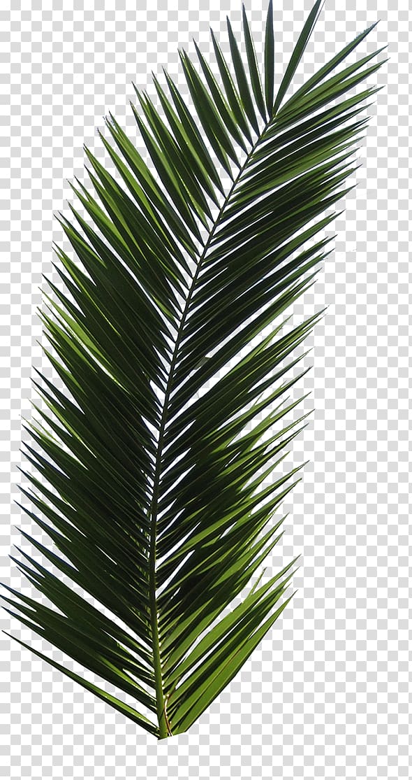 Arecaceae Leaf Tree Frond, Leaf transparent background PNG clipart