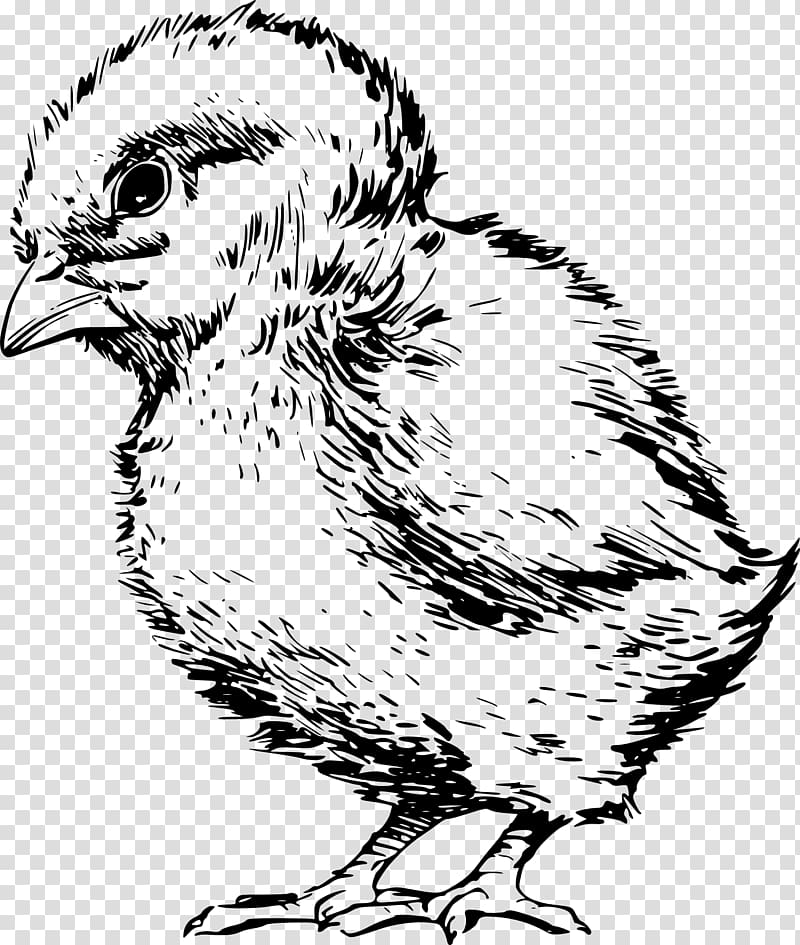 Chicken Drawing Line art , chick transparent background PNG clipart ...