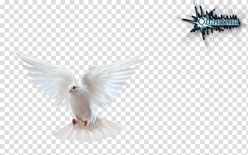 Columbidae Domestic pigeon Bird Doves as symbols , DOVE transparent background PNG clipart