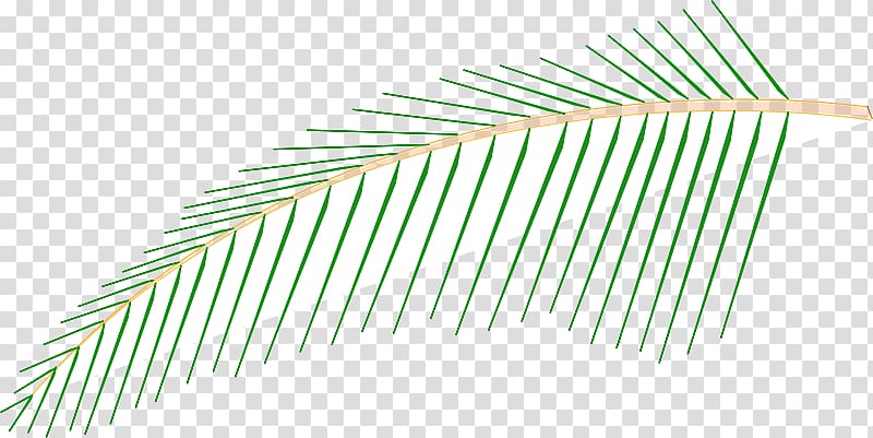 Palm trees Coconut Drawing, coconut leave transparent background PNG clipart
