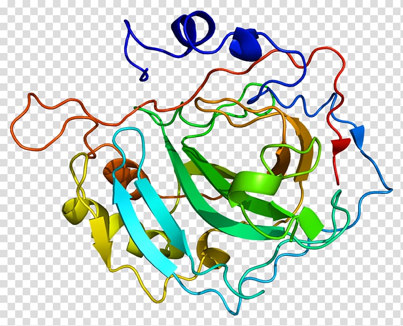 Carbonic anhydrase II Protein Renal tubular acidosis Gene, others transparent background PNG clipart