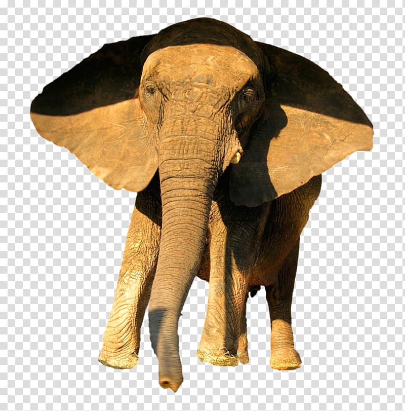 African elephant Animal Indian elephant, circus animals transparent background PNG clipart