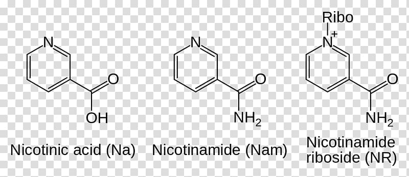 Nicotinamide adenine dinucleotide Nicotinamide riboside Coenzyme, nền transparent background PNG clipart