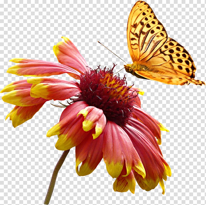 , Super beautiful yellow color animal butterfly daisy flowers transparent background PNG clipart