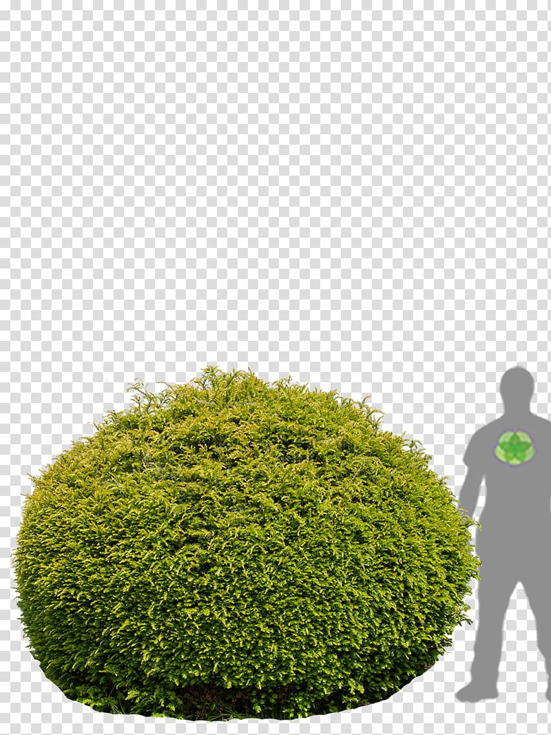 Hedge English Yew Evergreen Flowerpot Tree, tree transparent background PNG clipart
