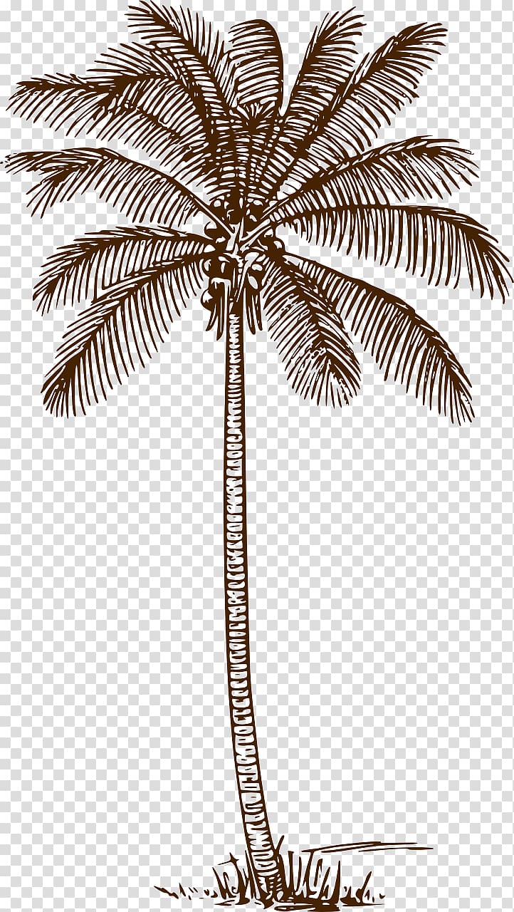 Palm trees Drawing Line art Coconut, coconut transparent background PNG clipart