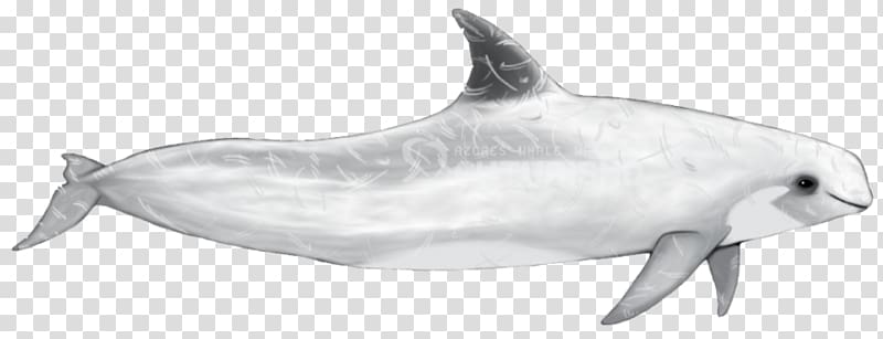 Common bottlenose dolphin Short-beaked common dolphin Tucuxi Rough-toothed dolphin Spinner dolphin, dolphin transparent background PNG clipart