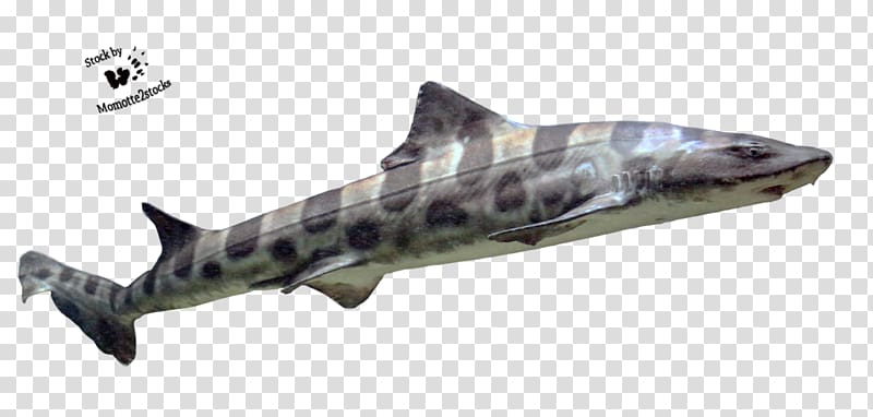 Squaliformes Requiem shark Hexanchiformes Carpet shark Heterodontiformes, sharks transparent background PNG clipart