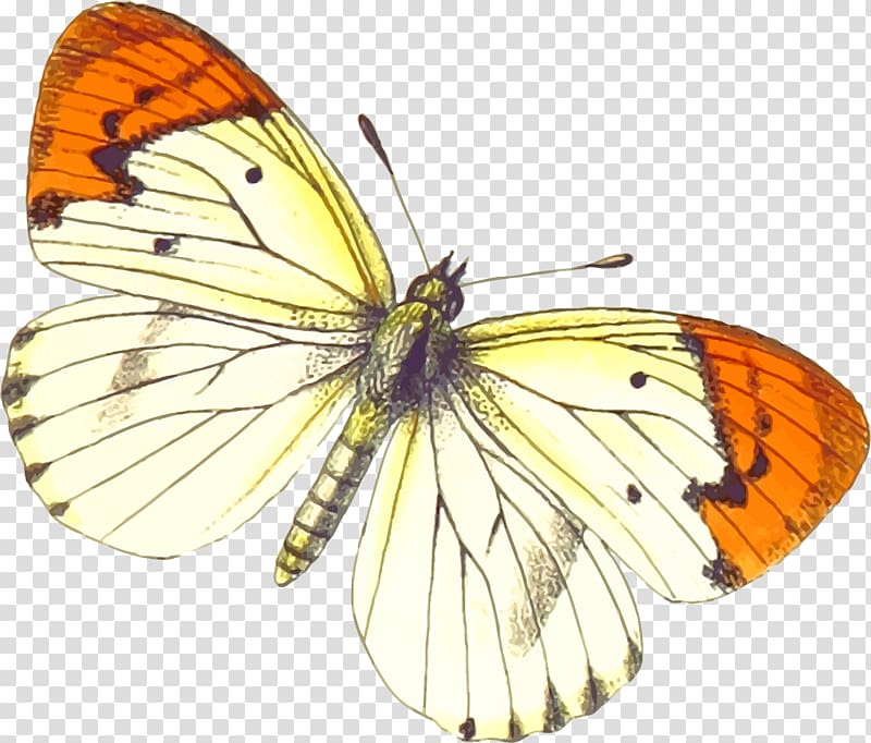 Matabele land and the Victoria Falls, from the letters and journals of Frank Oates Butterfly Information, buterfly transparent background PNG clipart