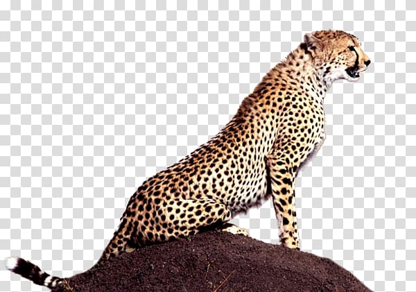 Cheetah Animal Mind Carnivora Big cat, cheetah transparent background PNG clipart