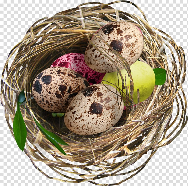 Bird Egg Nest Easter, nest transparent background PNG clipart