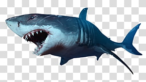 Download Drawing Shark Jaws - Great White Shark Jaw Drawing PNG image for  free. Search more high quality free tran…