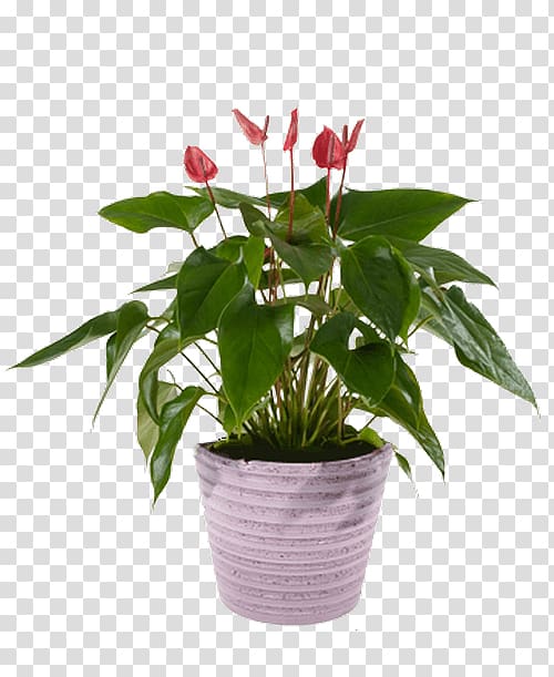 Cut flowers Flowerpot Houseplant, anthuriums transparent background PNG clipart