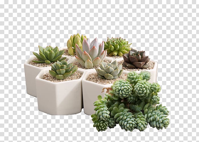 assorted succulent plants, Flowerpot Plant Bonsai, Potted plants transparent background PNG clipart