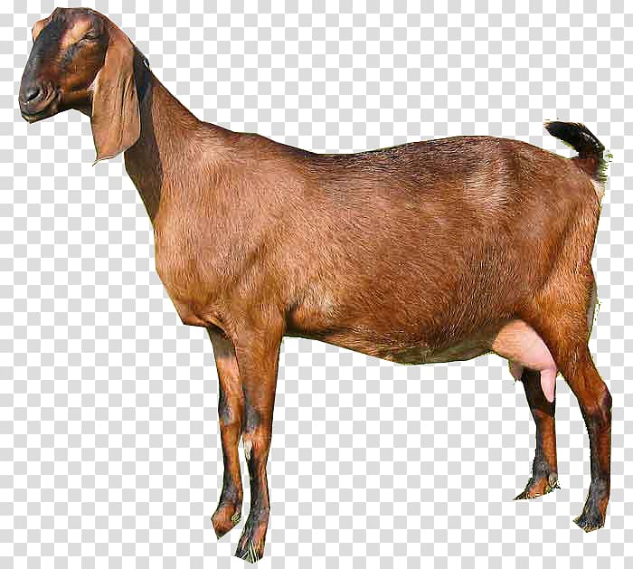 brown goat illustration, Anglo-Nubian goat Pygora goat Oberhasli goat Pygmy goat Boer goat, Dwarf transparent background PNG clipart