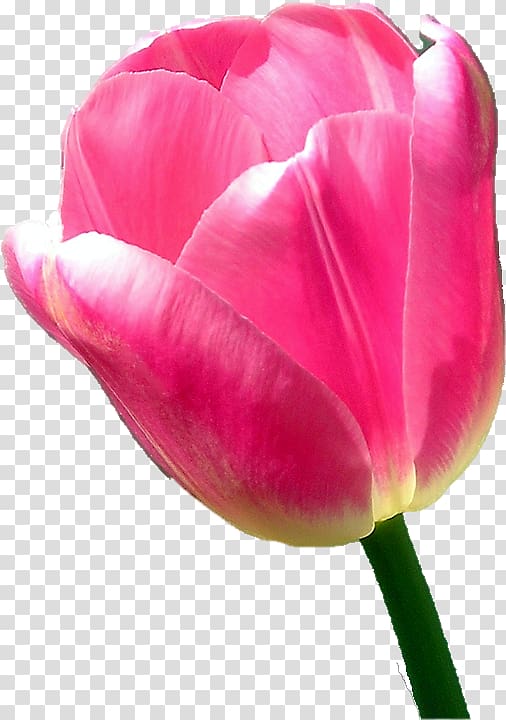 Tulip Cut flowers, tulip transparent background PNG clipart