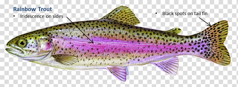 Rainbow trout Fish Salmon Brown trout, fish transparent background PNG clipart