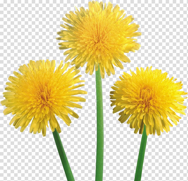 three yellow petaled flowers, Dandelion Trio transparent background PNG clipart