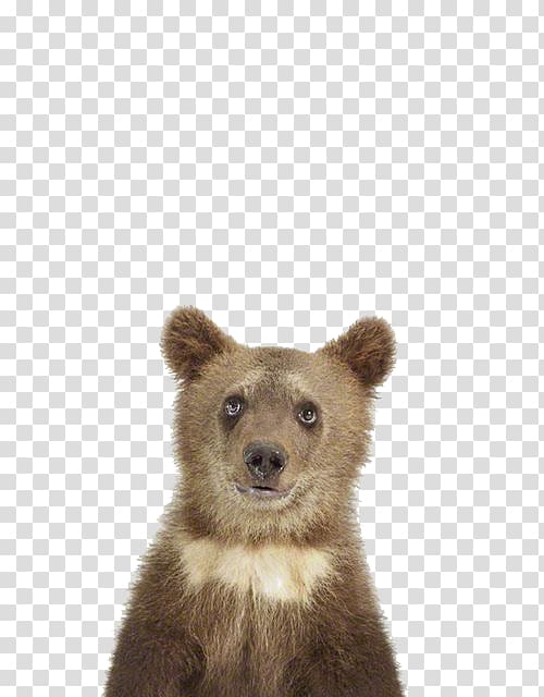 Animal print Shopping Child Infant, Brown Bear transparent background PNG clipart