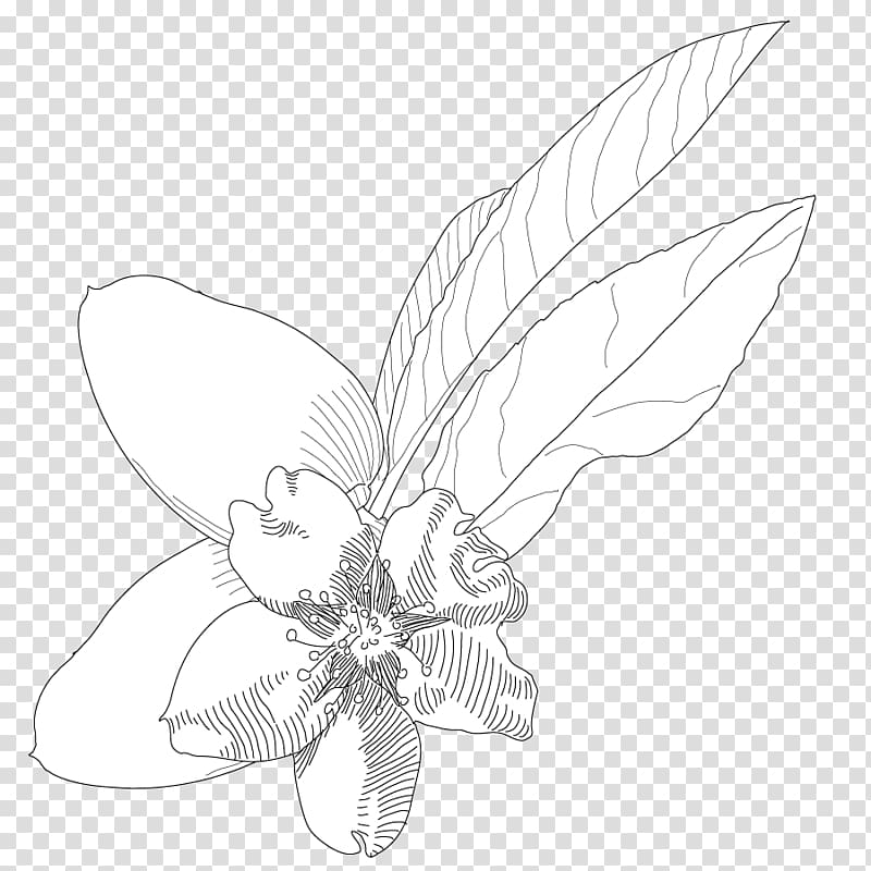 Line art Insect Petal Sketch, amande transparent background PNG clipart