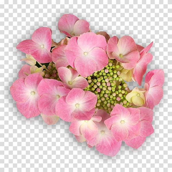 Hydrangea Flower Email Flying Discs, hydrangea transparent background PNG clipart