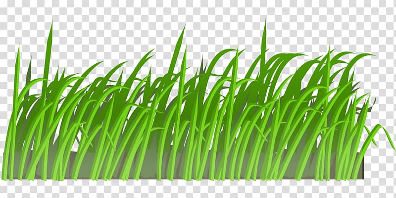 Lawn , field transparent background PNG clipart