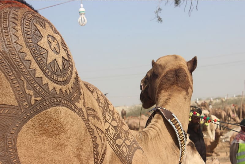 Bactrian camel Karachi Cow Mandi Cattle, camel transparent background PNG clipart