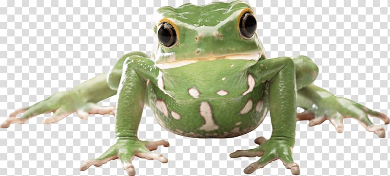 Frog Amphibian, Frog transparent background PNG clipart