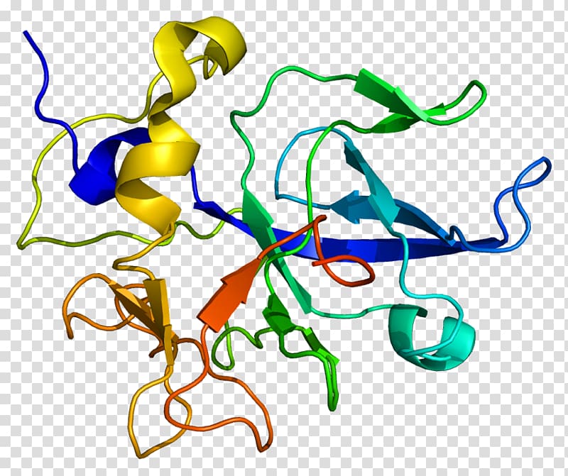 SCYE1 Wikipedia Protein Aminoacyl tRNA synthetase Transfer RNA, others transparent background PNG clipart