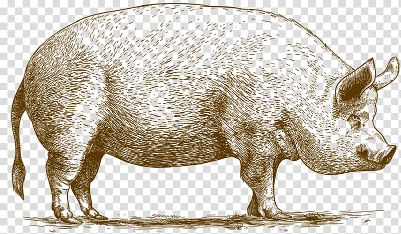 Domestic pig The Astronomer\'s Pig Breed Meat, pig transparent background PNG clipart