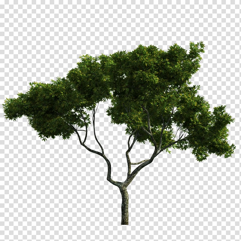 Tree Trunk Raster graphics Ecological design, tree transparent background PNG clipart