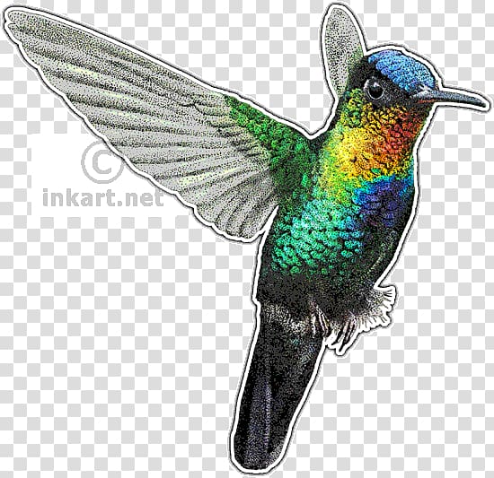 Fiery-throated hummingbird Drawing Art, Hummingbird transparent background PNG clipart