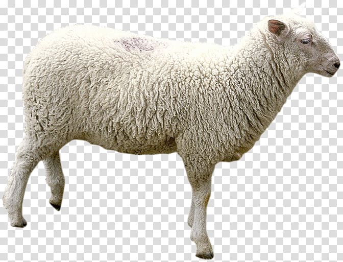 Île-de-France sheep Goat, others transparent background PNG clipart