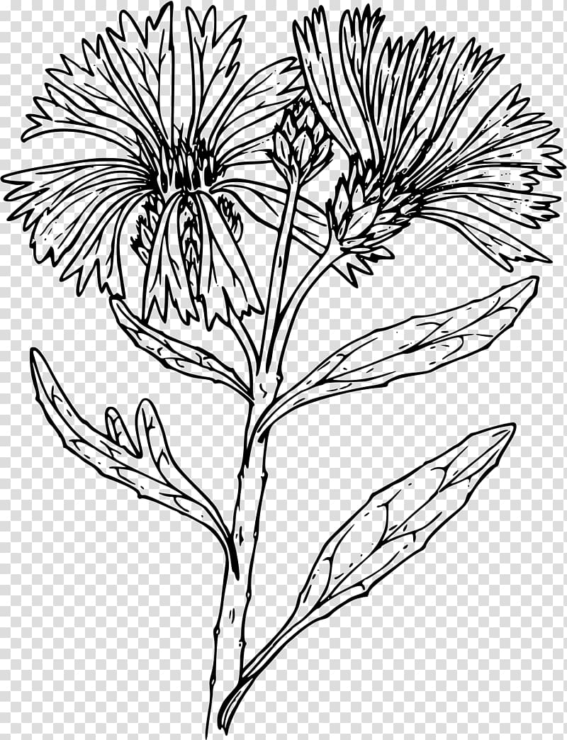 Line art Cornflower Drawing , bachelor transparent background PNG clipart