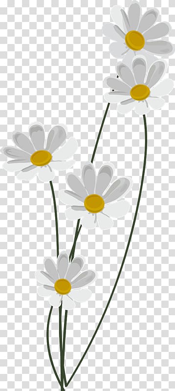 Common daisy Oxeye daisy Floral design Roman chamomile, FLOR BLANCA transparent background PNG clipart