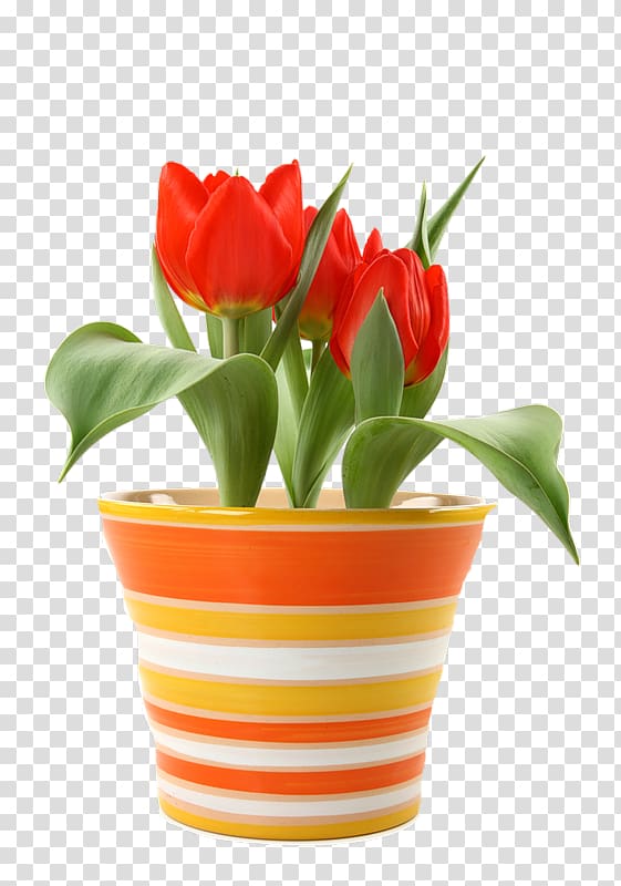 Flower Tulip Bulb Saucer Bedding, A pot of red tulips transparent ...
