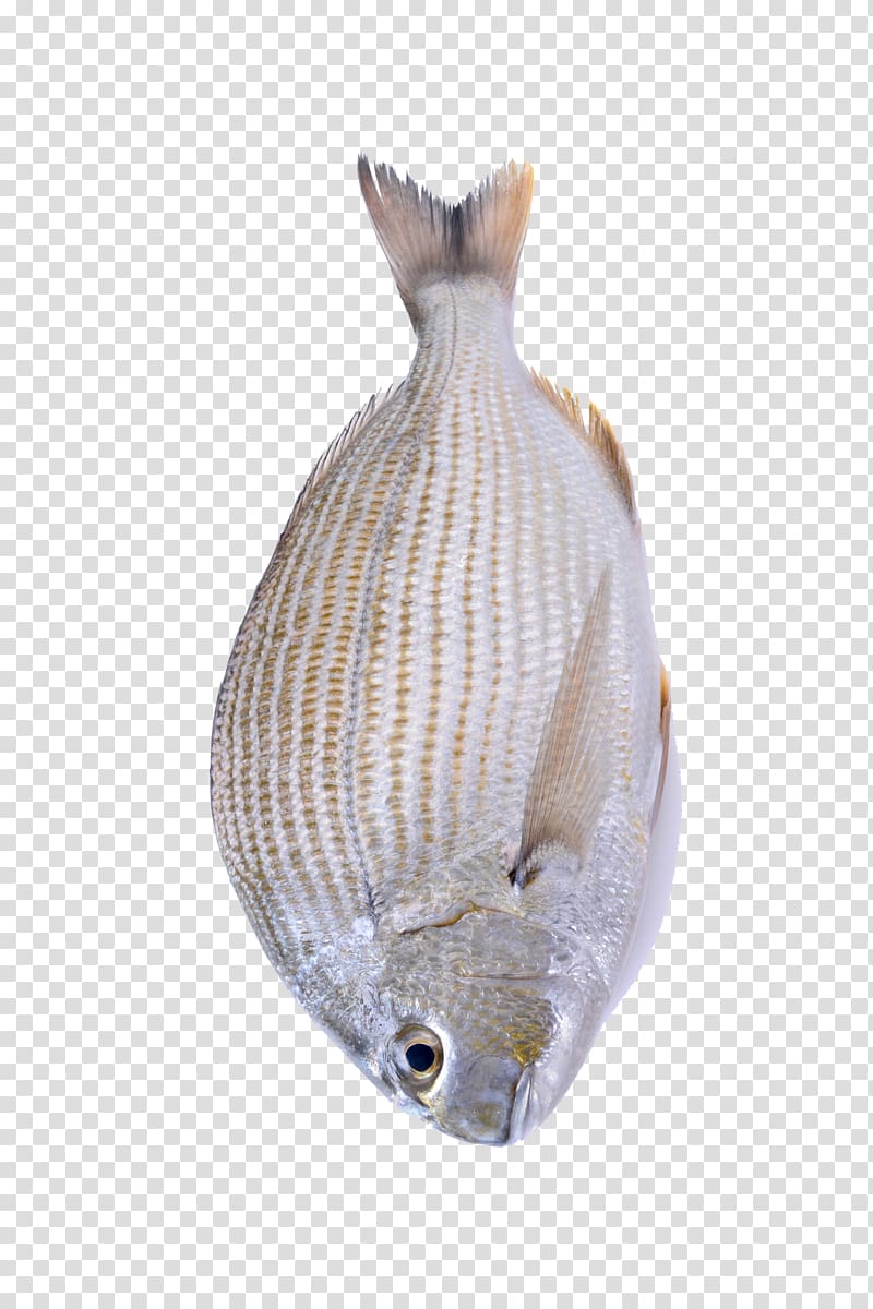 Seafood Fish as food, A fish transparent background PNG clipart