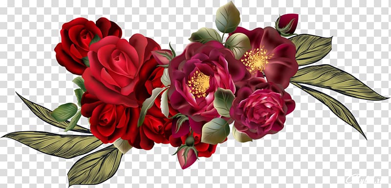 Garden roses Floral design Cabbage rose Cut flowers, attractive rose transparent background PNG clipart