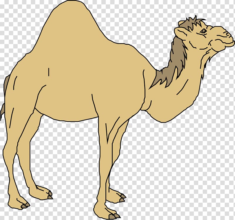 Dromedary Horse Cartoon, Camel cartoon transparent background PNG clipart