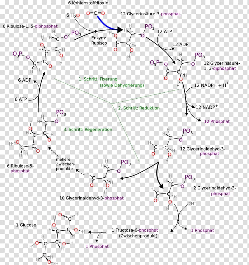 Calvin cycle Citric acid cycle Metabolism Anabolism synthesis, calvin transparent background PNG clipart